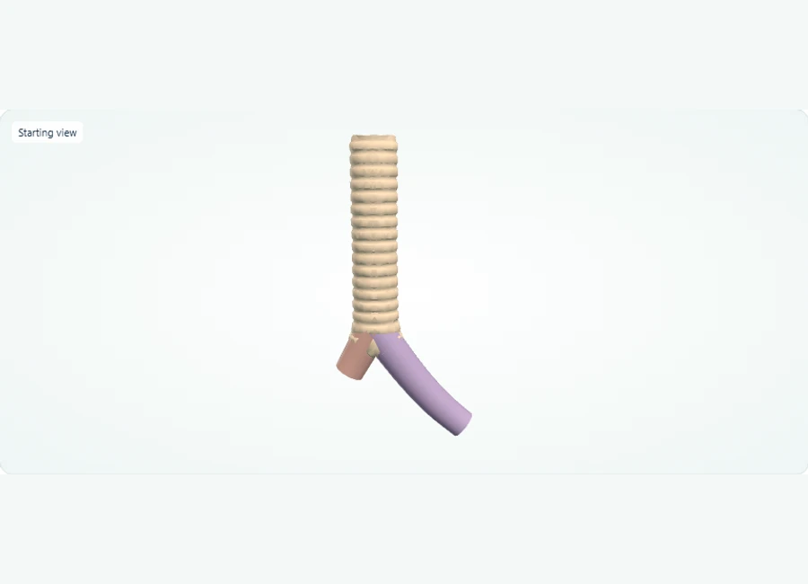 Z-Anatomy preview: Explore in 3D: Trachea and Main Bronchi