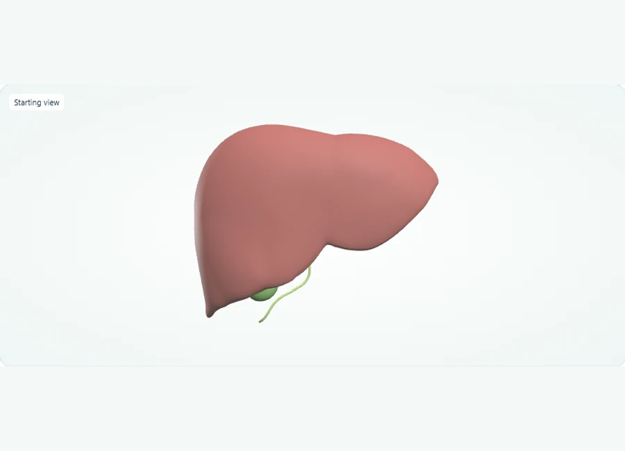 Z-Anatomy preview: Explore in 3D: Liver and Gallbladder
