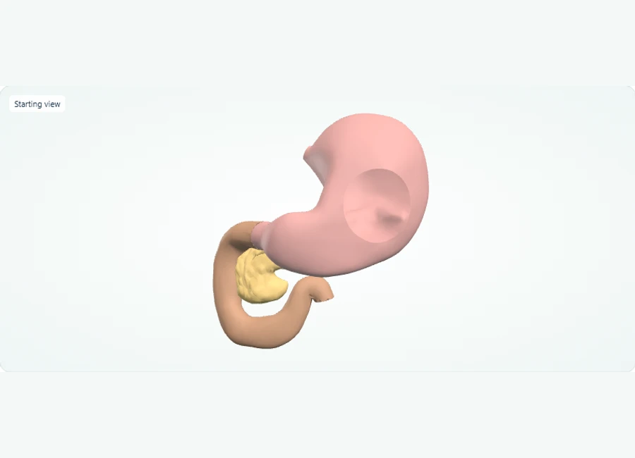 Z-Anatomy preview: Explore in 3D: Stomach, Pancreas and Duodenum: Spatial Relationships