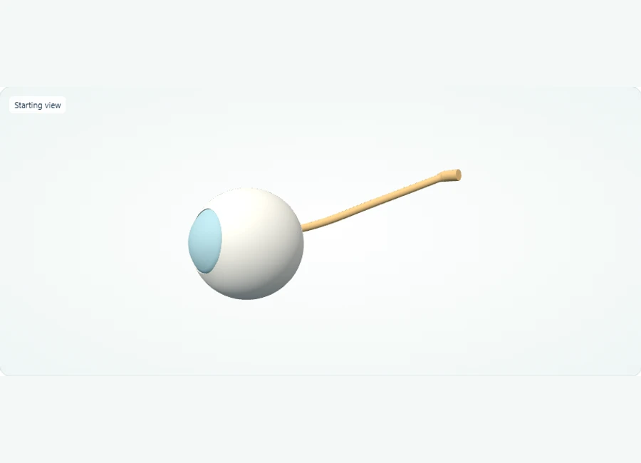 Z-Anatomy preview: Explore in 3D: Right eye: layers, lens, and optic nerve