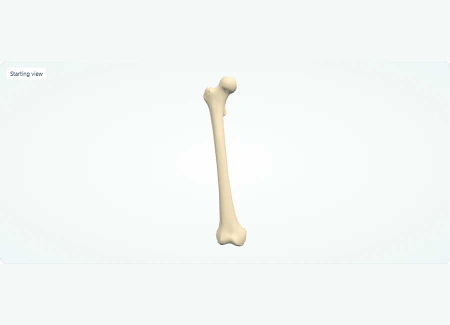 Z-Anatomy preview: Explore in 3D: Right Femur: Orientation and Key Ends