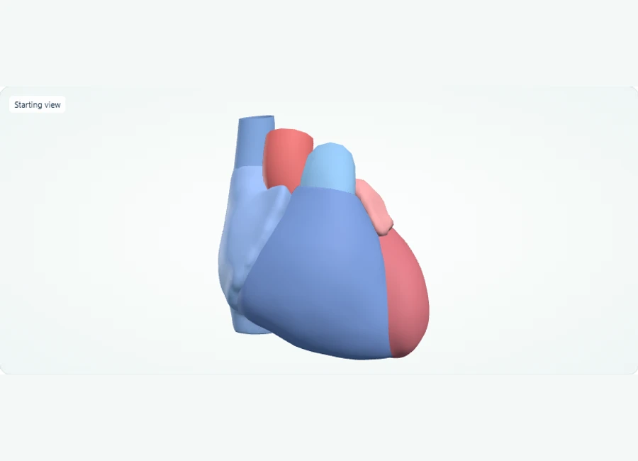Z-Anatomy preview: Explore in 3D: Heart chambers and great vessels