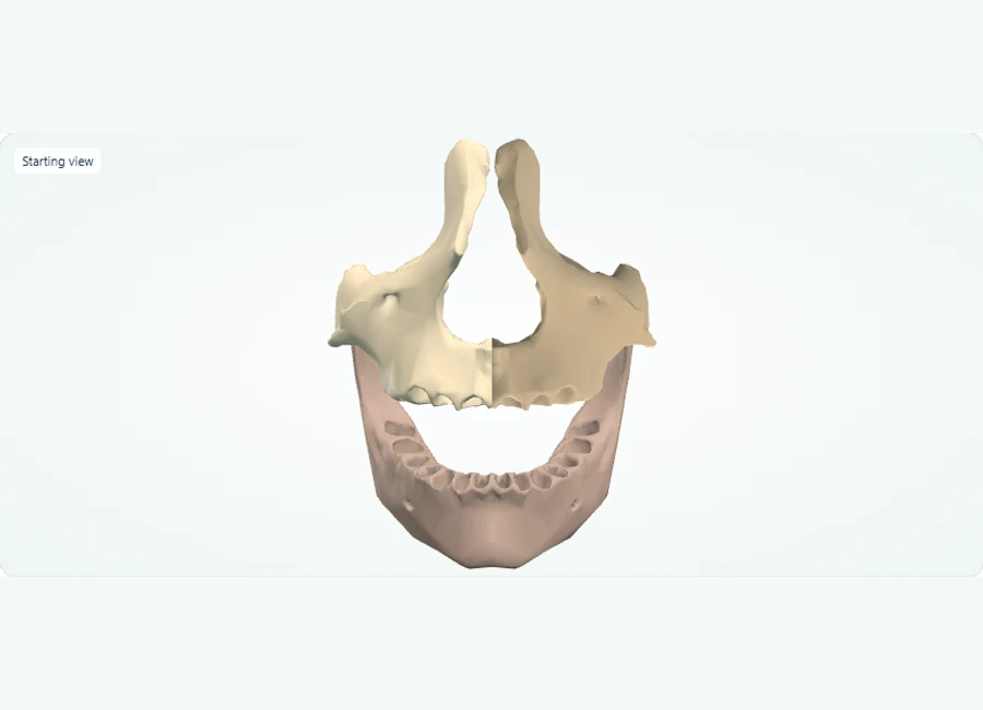 Z-Anatomy preview: Explore in 3D: Maxilla and Mandible: Upper and Lower Jaws
