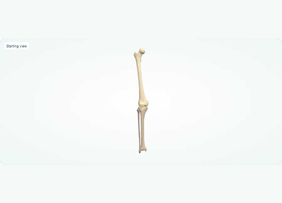 Z-Anatomy preview: Explore in 3D: Right knee: bony relationships