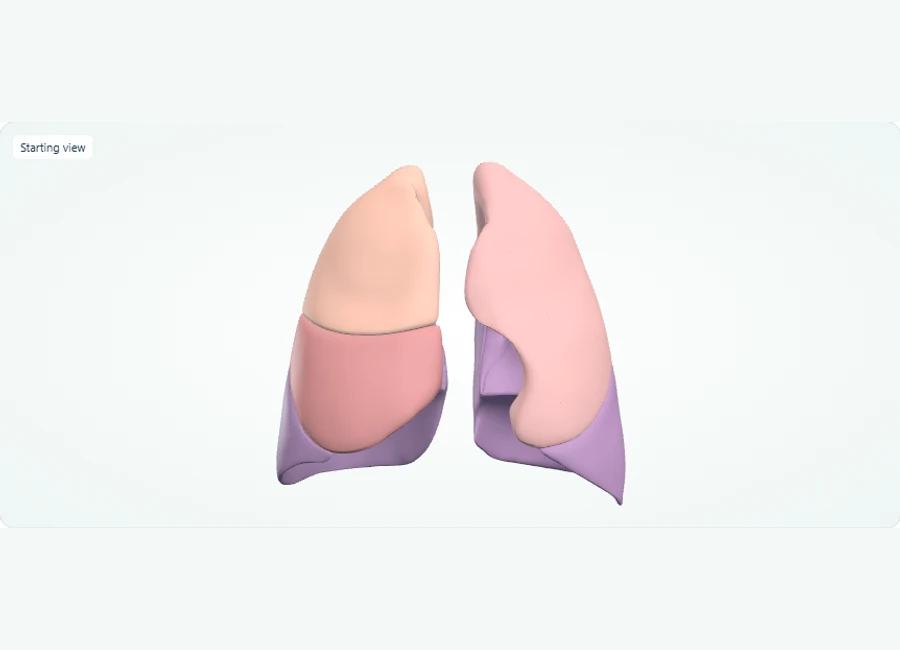 Z-Anatomy preview: Explore in 3D: Lung lobes