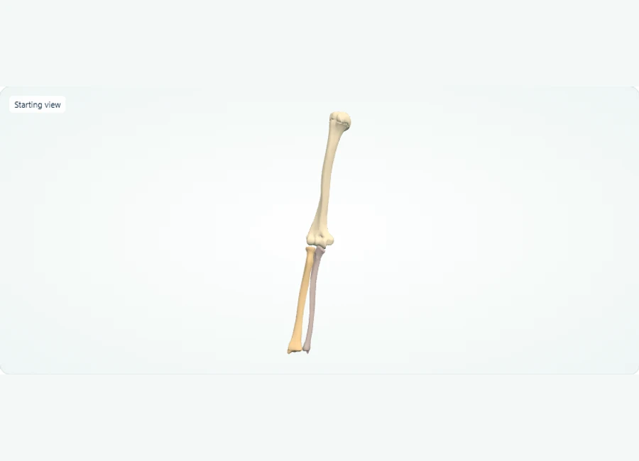 Z-Anatomy preview: Explore in 3D: Right Arm and Forearm Bones
