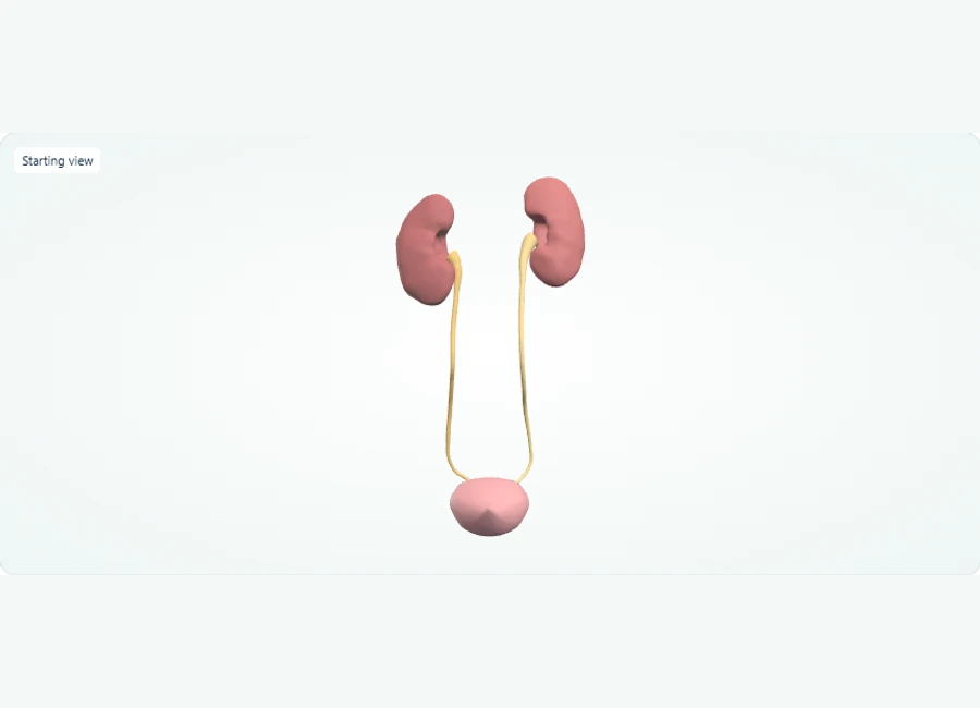 Z-Anatomy preview: Explore in 3D: Kidneys, Ureters and Bladder: The Urine Transport Pathway